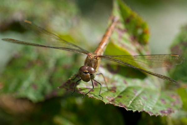 common darter