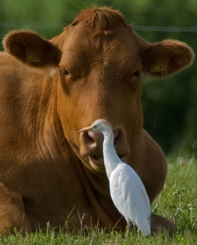 cattle egret