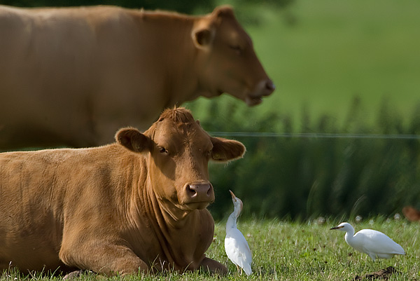 cattle egret