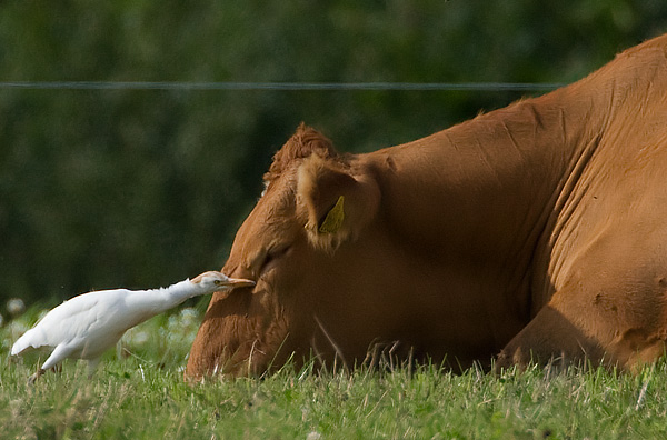cattle egret