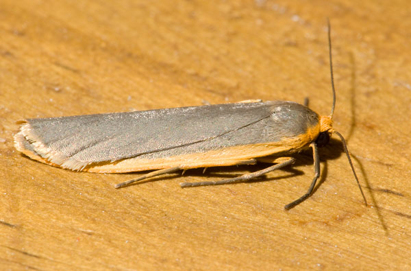 common footman