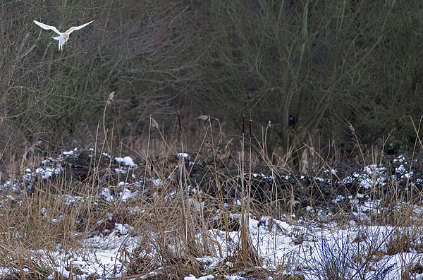 barn owl