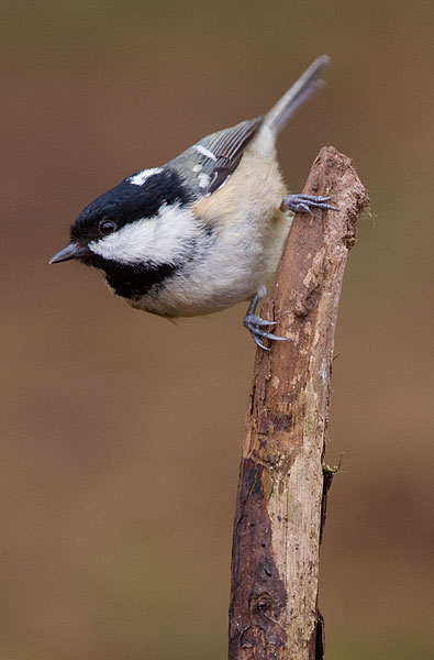 coal tit