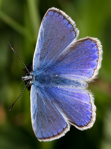 common blue