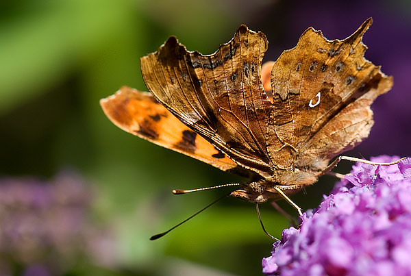 comma