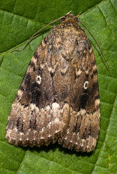 copper underwing