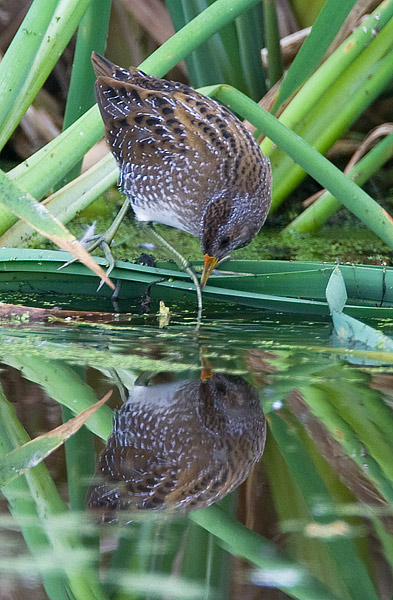spotted crake