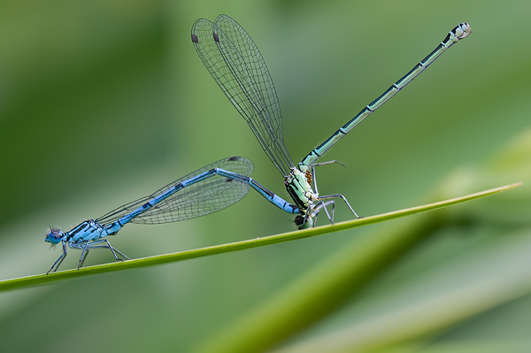common blue damselfly