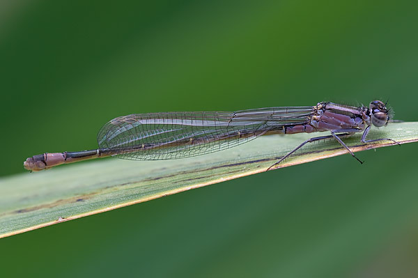 common blue damselflies