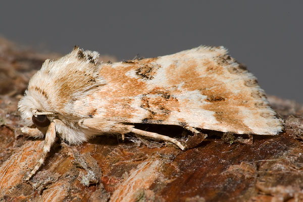 dusky sallow