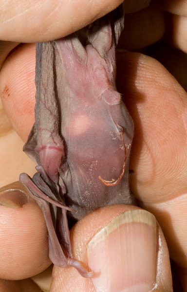 greater horseshoe bat
