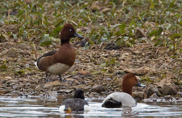 ferruginous duck