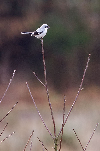 great grey shrike