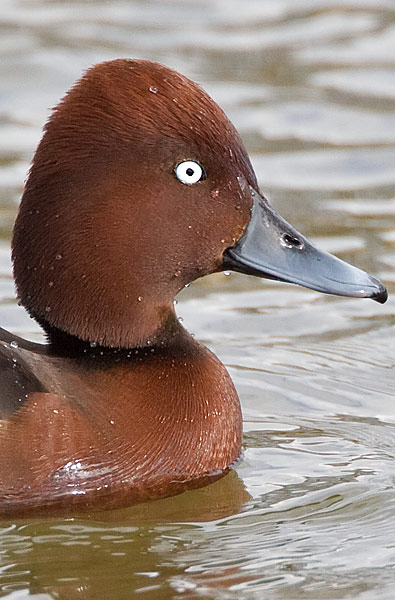 ferruginous duck