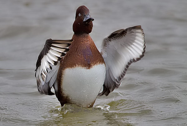 ferruginous duck