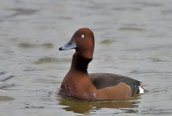 ferruginous duck