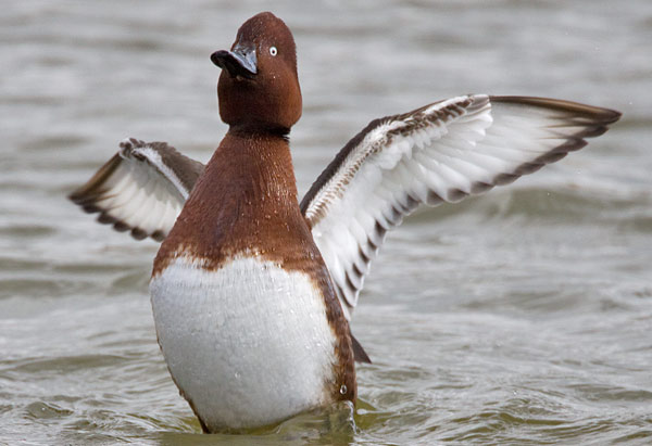 ferruginous duck
