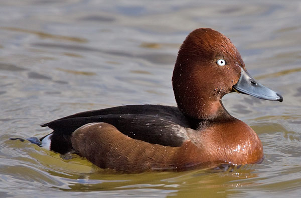 ferruginous duck