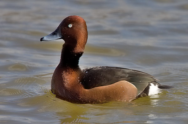 ferruginous duck