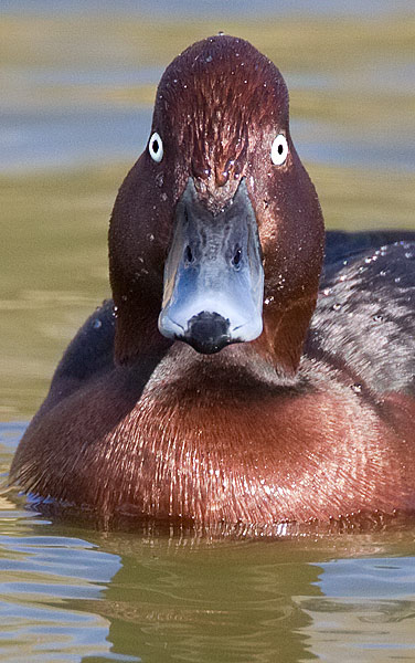 ferruginous duck