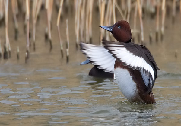 ferruginous duck
