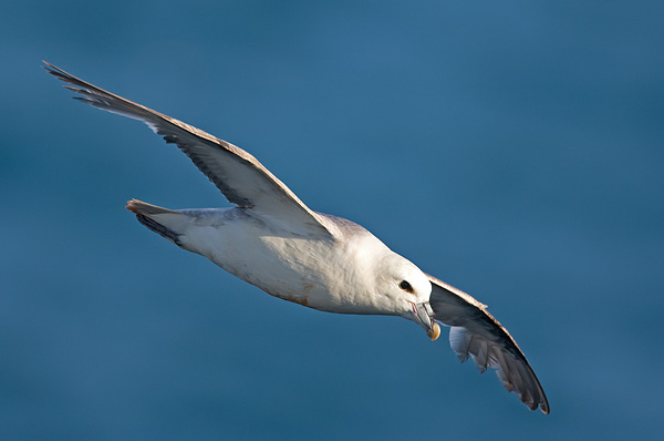 fulmar