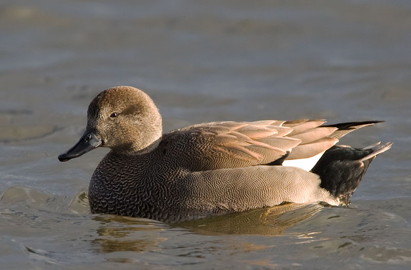 gadwall