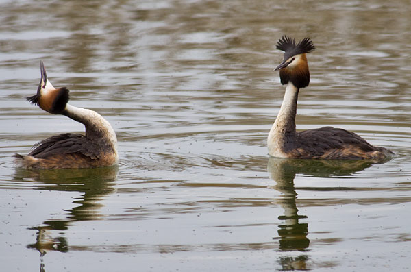 great crested grebes