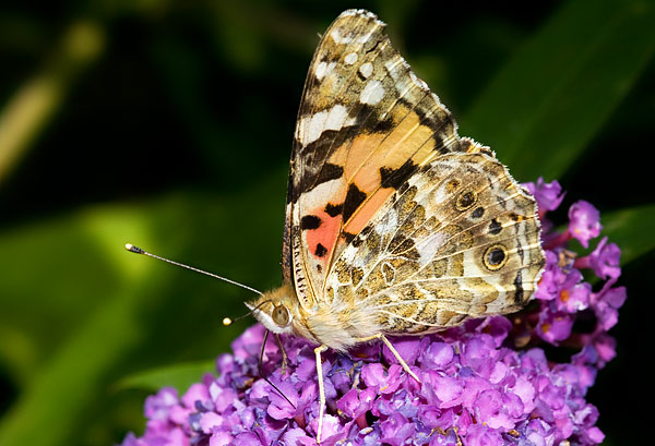 painted lady
