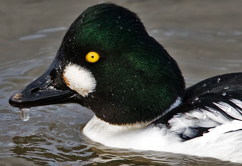 goldeneye