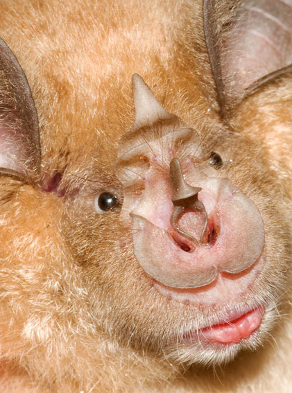 greater horseshoe bat