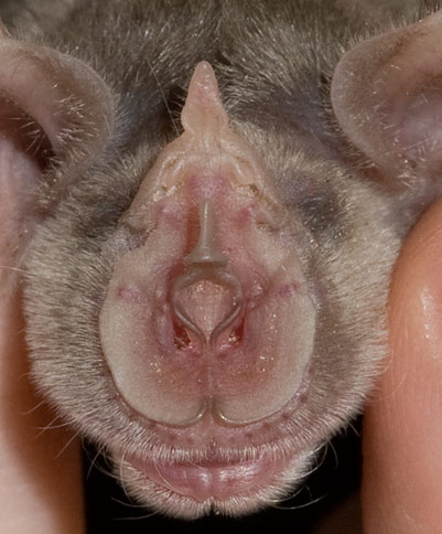 greater horseshoe bat