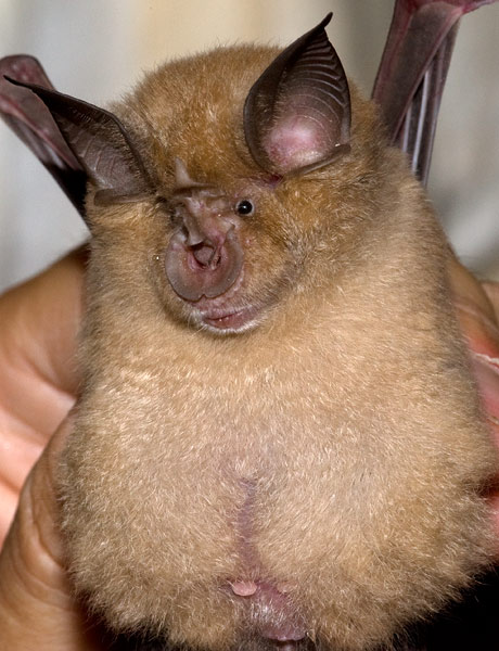 greater horseshoe bat