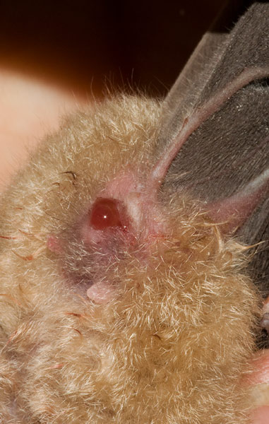 greater horseshoe bat