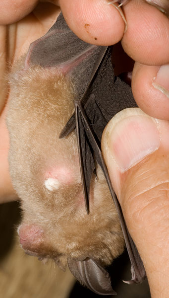 greater horseshoe bat