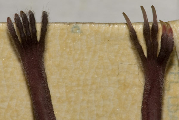 greater horseshoe bat