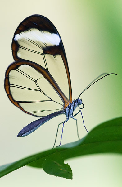 glasswing