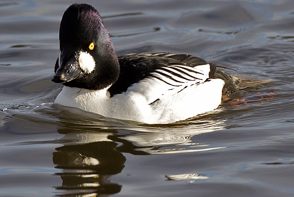 goldeneye