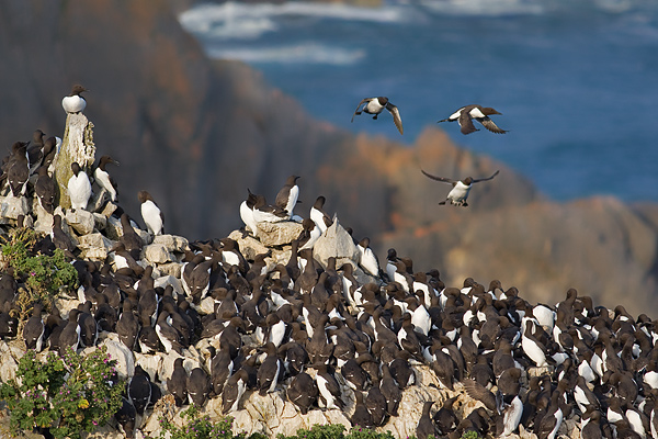 guillemots