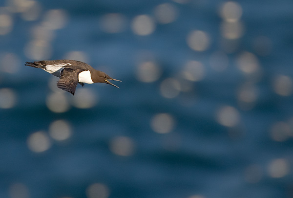 guillemot