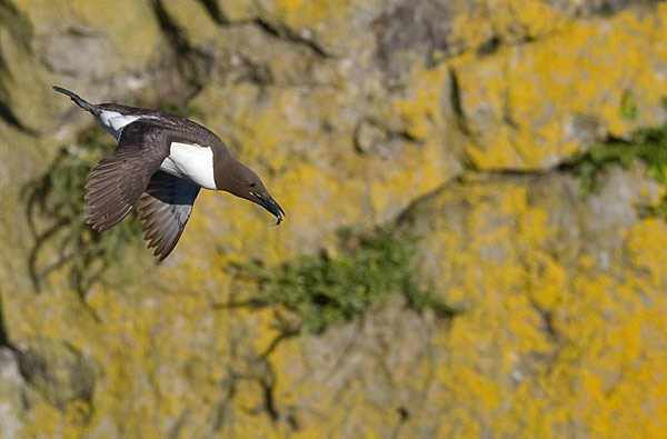 guillemot