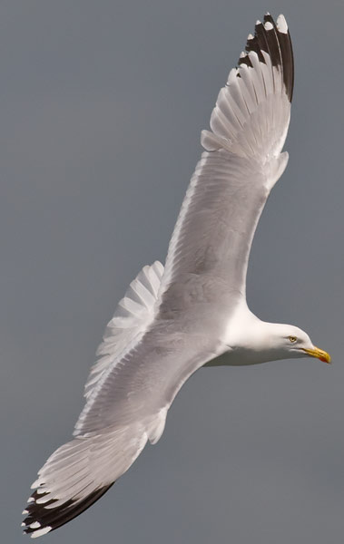 herring gull