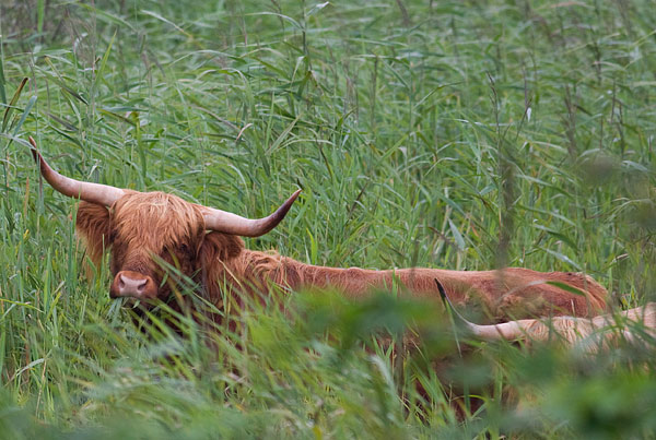 highland cattle