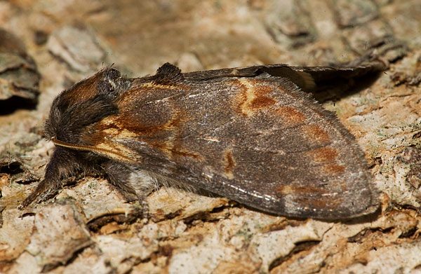 iron prominent