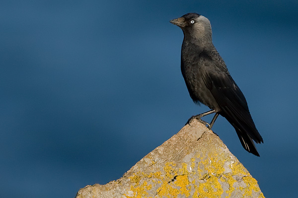 Jackdaw