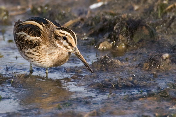 jack snipe