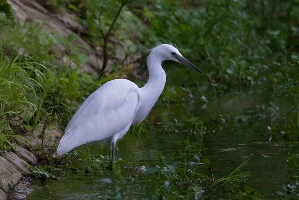 little egret