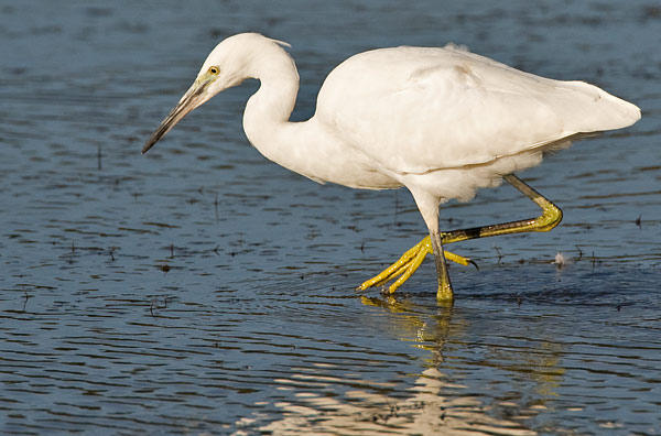 little egret