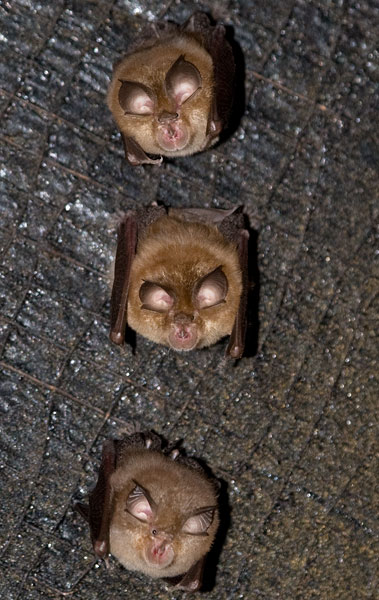 lesser horseshoe bats