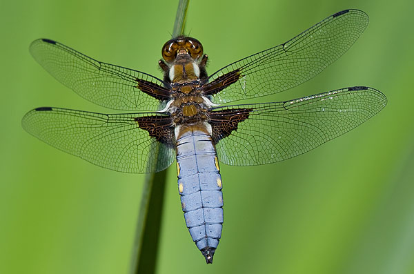 broad-bellied chaser